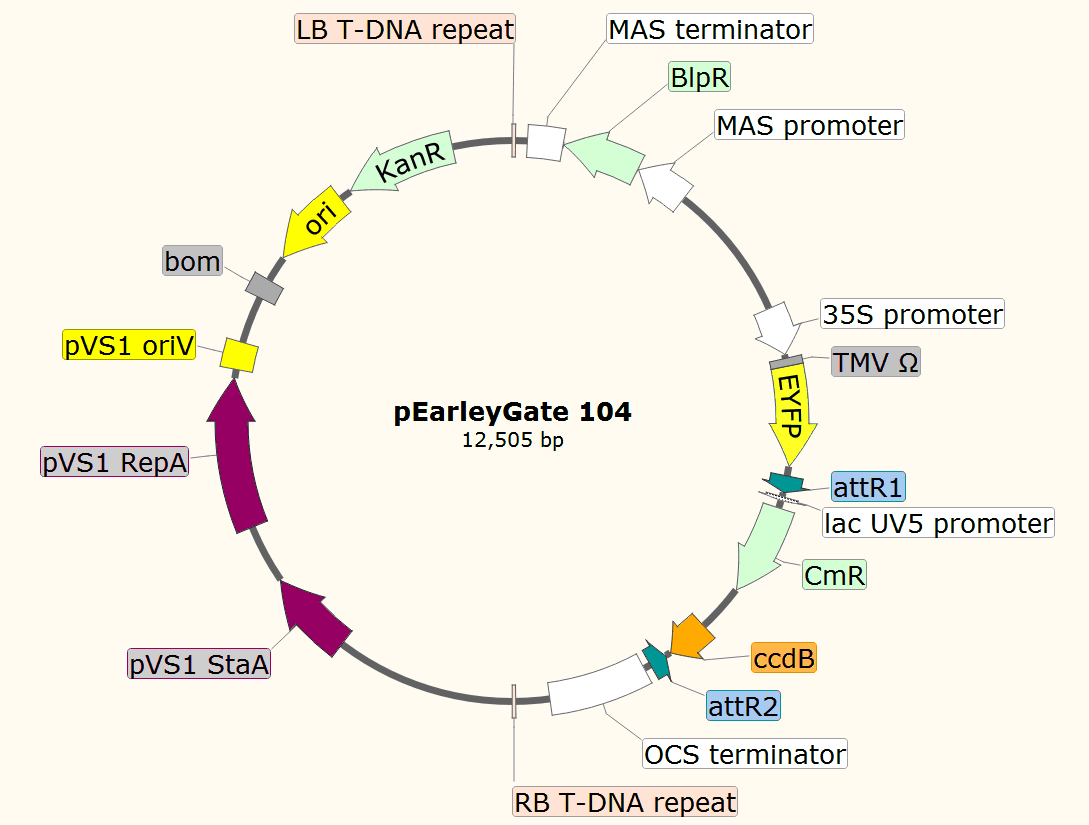 pEarleyGate104载体图谱
